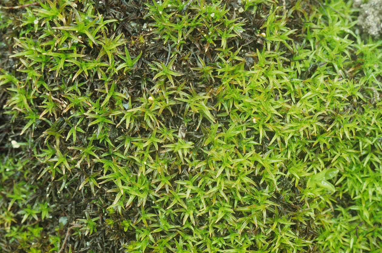 Image of bryoerythrophyllum moss