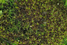 Image of bryoerythrophyllum moss