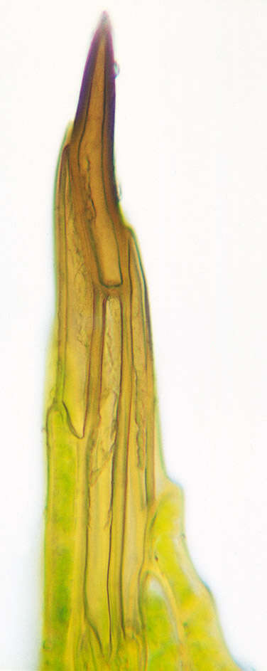 Image of Tortula truncata Mitten ex Godman 1870