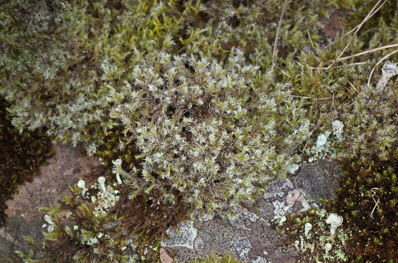 Image of racomitrium moss