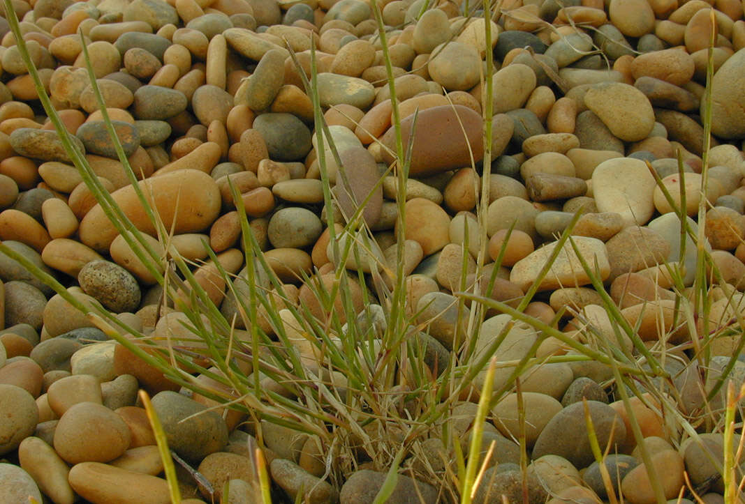 Image of Parapholis strigosa (Dumort.) C. E. Hubb.