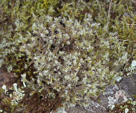 Image of racomitrium moss