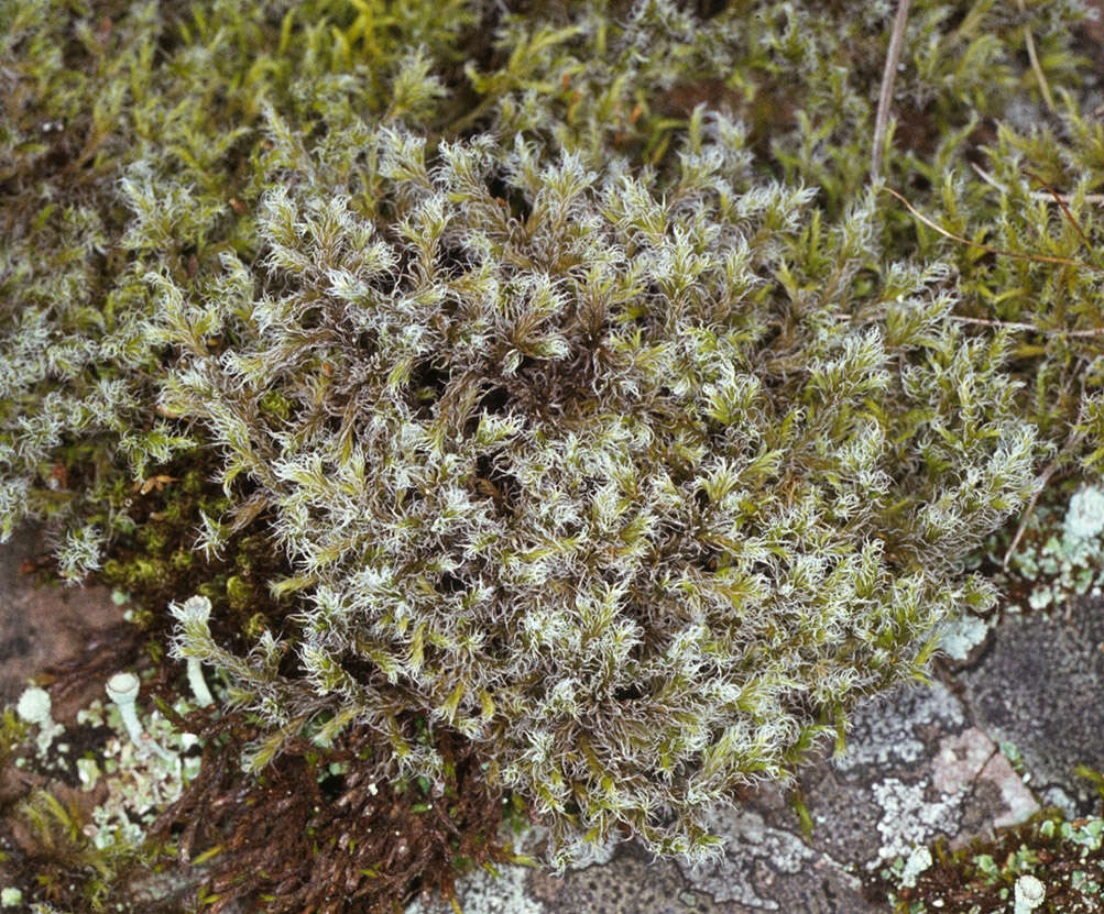 Image of racomitrium moss