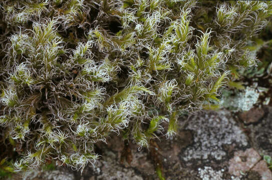 Image of racomitrium moss