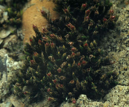 Image of schistidium moss