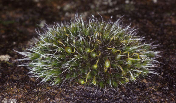 Image of pulvinate dry rock moss