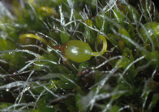 Image of pulvinate dry rock moss