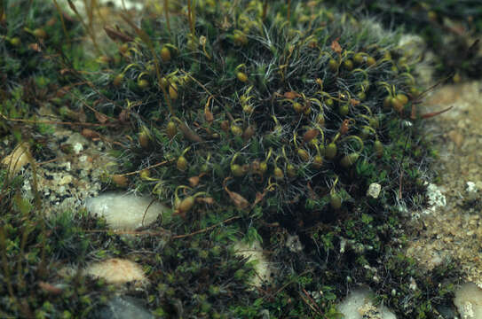 Image of pulvinate dry rock moss