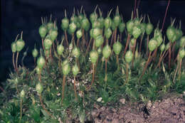 Image of Common Bladder Moss