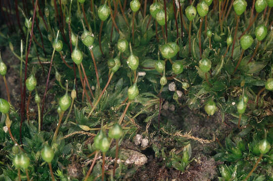 Image of Common Bladder Moss