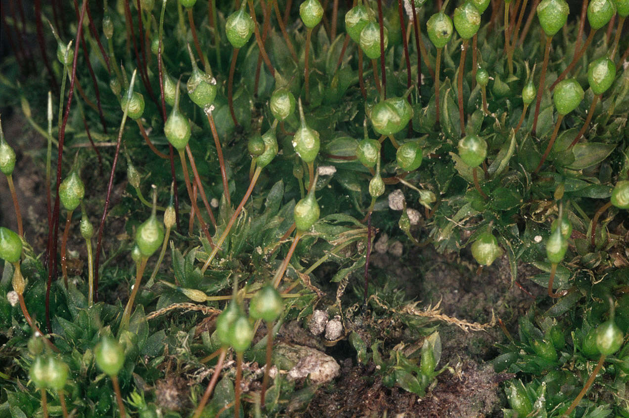 Image of Common Bladder Moss