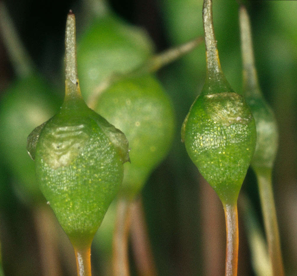 Image of Common Bladder Moss