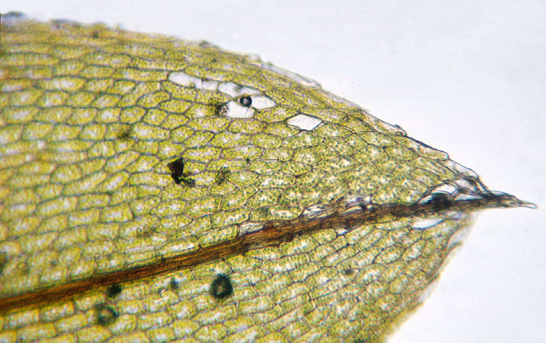 Image of Common Bladder Moss