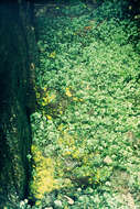 Image of schistostega moss