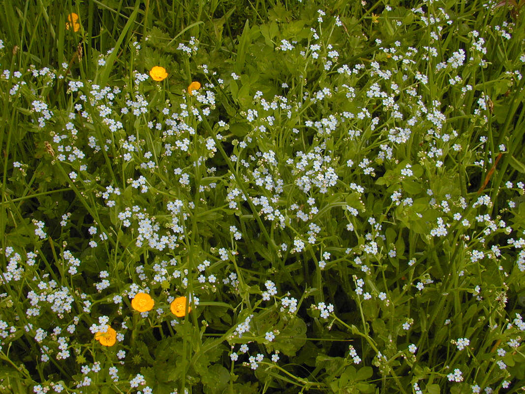 Слика од Myosotis secunda A. Murray