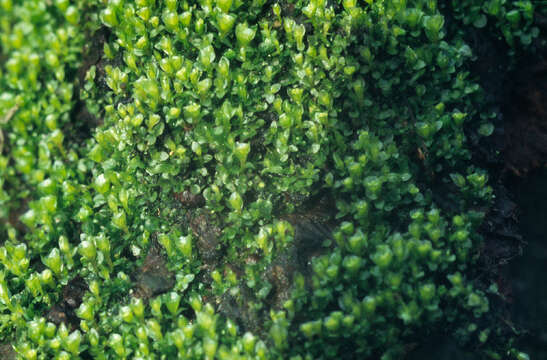 Image of tetraphis moss