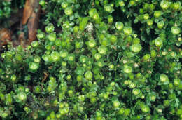 Image of tetraphis moss