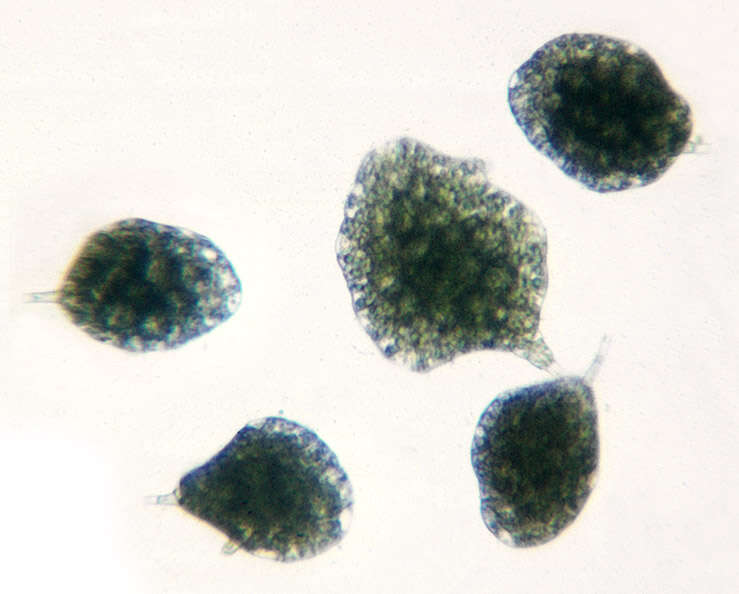 Image of tetraphis moss