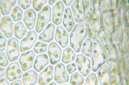 Image of tetraphis moss