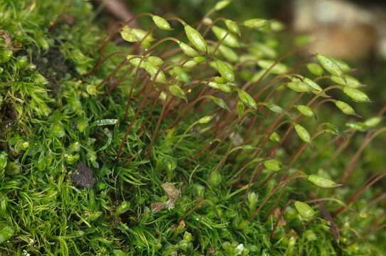 Image of orthodontium moss