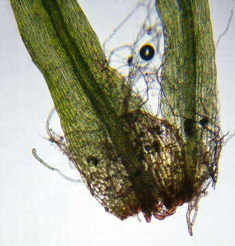 Image of orthodontium moss