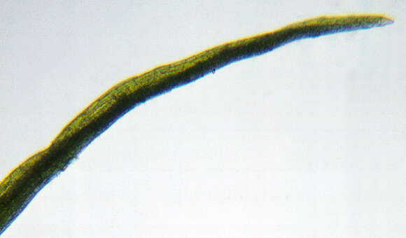 Image of orthodontium moss