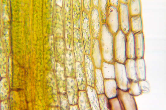 Image of orthodontium moss