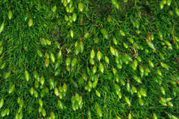Image of orthodontium moss