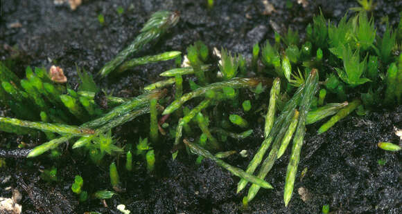 Image of pohlia moss