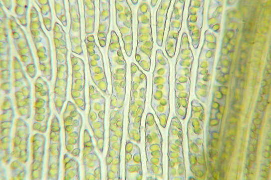 Image of pohlia moss