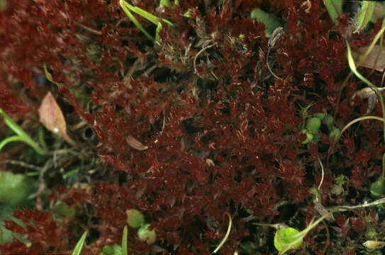 Image of bryum moss