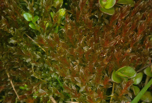 Image of bryum moss