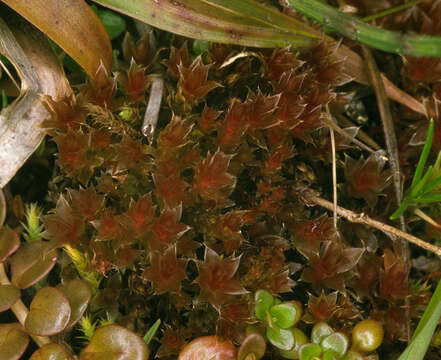 Image of bryum moss