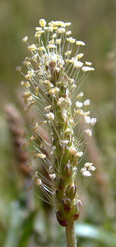 Image of buckhorn plantain