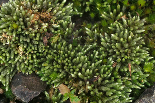 Image of silvergreen bryum moss