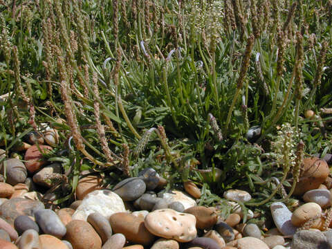 Image of buckhorn plantain