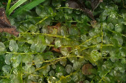 Image of many-fruited thyme-moss