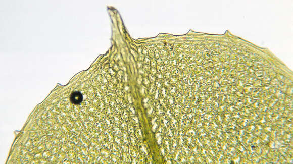 Image of Plagiomnium affine T. Koponen 1968