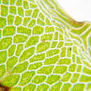 Image of Dotted Thyme-moss