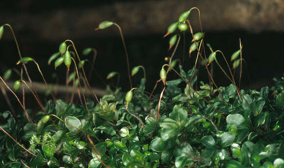 Image of Dotted Thyme-moss