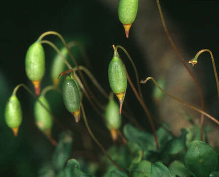 Image of Dotted Thyme-moss