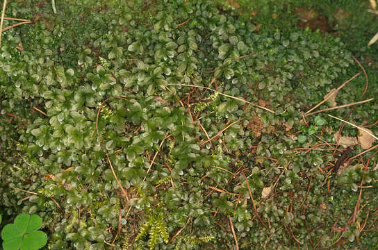 Image of Dotted Thyme-moss