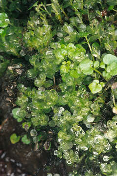 Image of Dotted Thyme-moss