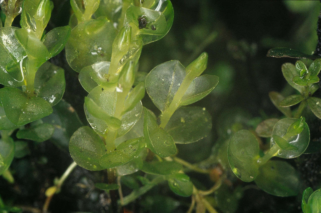 Image of Dotted Thyme-moss
