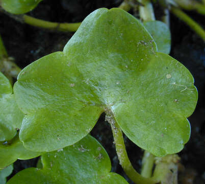 Image de Ranunculus hederaceus L.