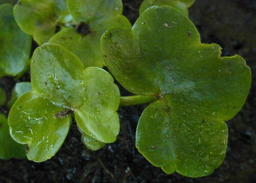 Image of Ivy Water-Crowfoot