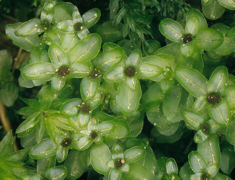 Image of Dotted Thyme-moss