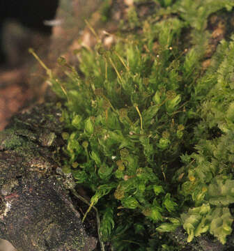 Image of aulacomnium moss