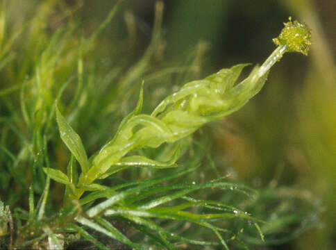 Image of aulacomnium moss