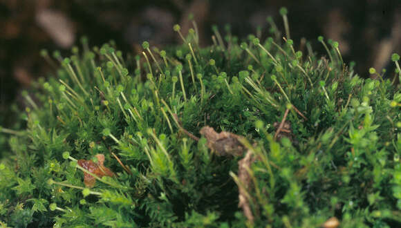 Image of aulacomnium moss